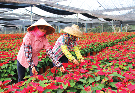 村民發(fā)揮自身優(yōu)勢(shì)種植花卉，種出'錢(qián)'程