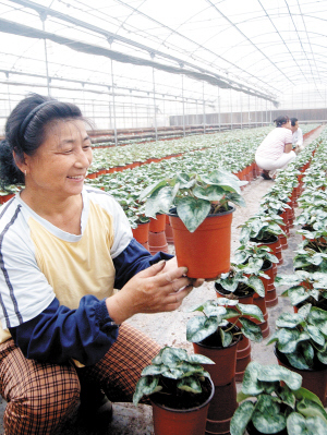 天津北辰區(qū)花卉種植基地加強(qiáng)管理 確保國(guó)慶期間蔬菜種植供應(yīng)