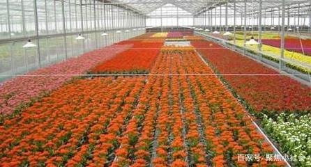 從農(nóng)田到花園 花卉種植業(yè)如何助力農(nóng)戶(hù)轉(zhuǎn)型為專(zhuān)業(yè)花匠