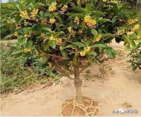 返鄉(xiāng)創(chuàng)業(yè)種植項(xiàng)目前景分析 野菜、花卉、花椒、藥材、果樹(shù)、蔬菜種植比較