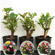 豆類種植 價(jià)格、圖片、品牌與種植指南